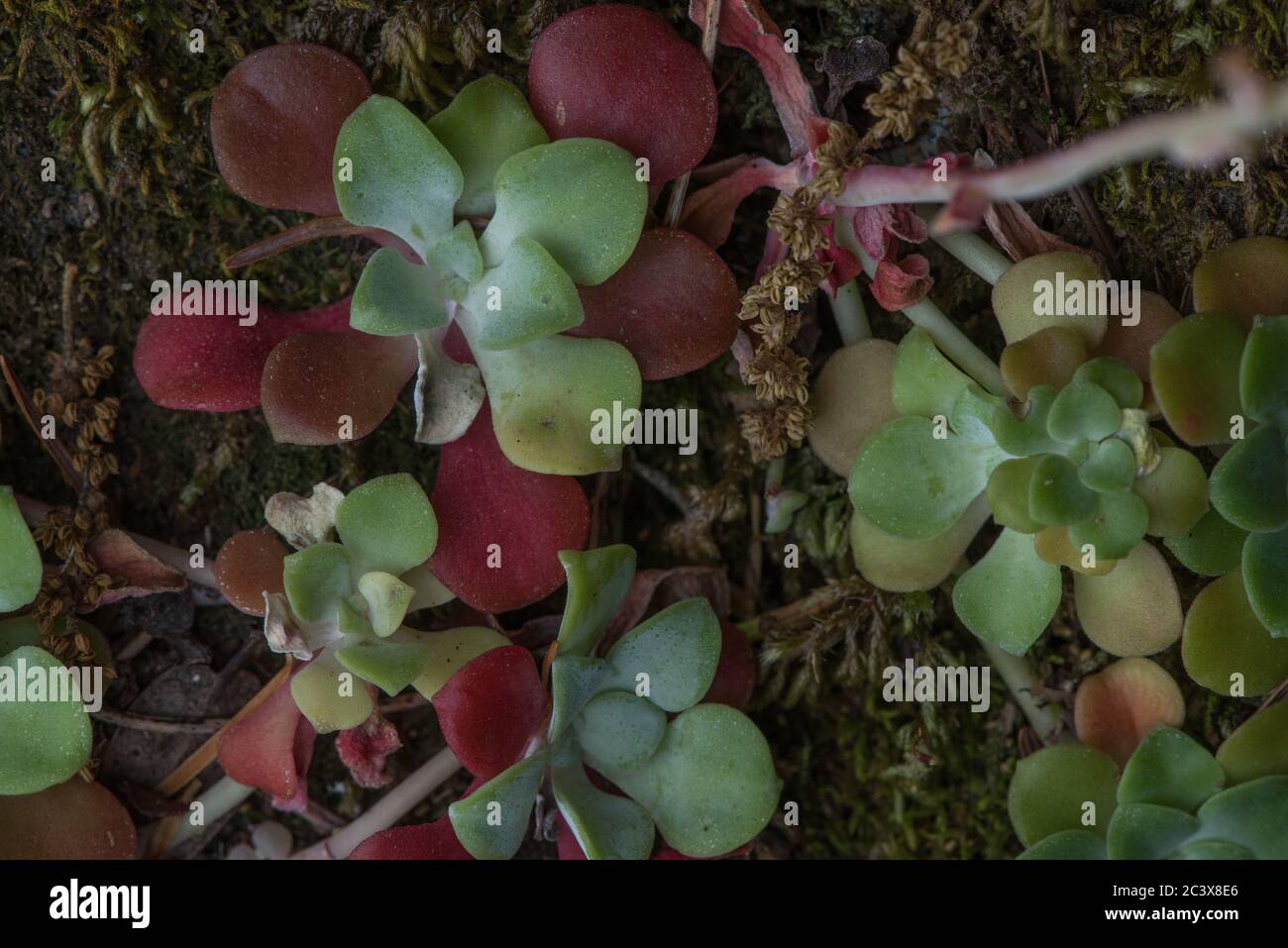 Lo stonecrop (Sedum spathulifolium) dalla costa occidentale della California. Foto Stock
