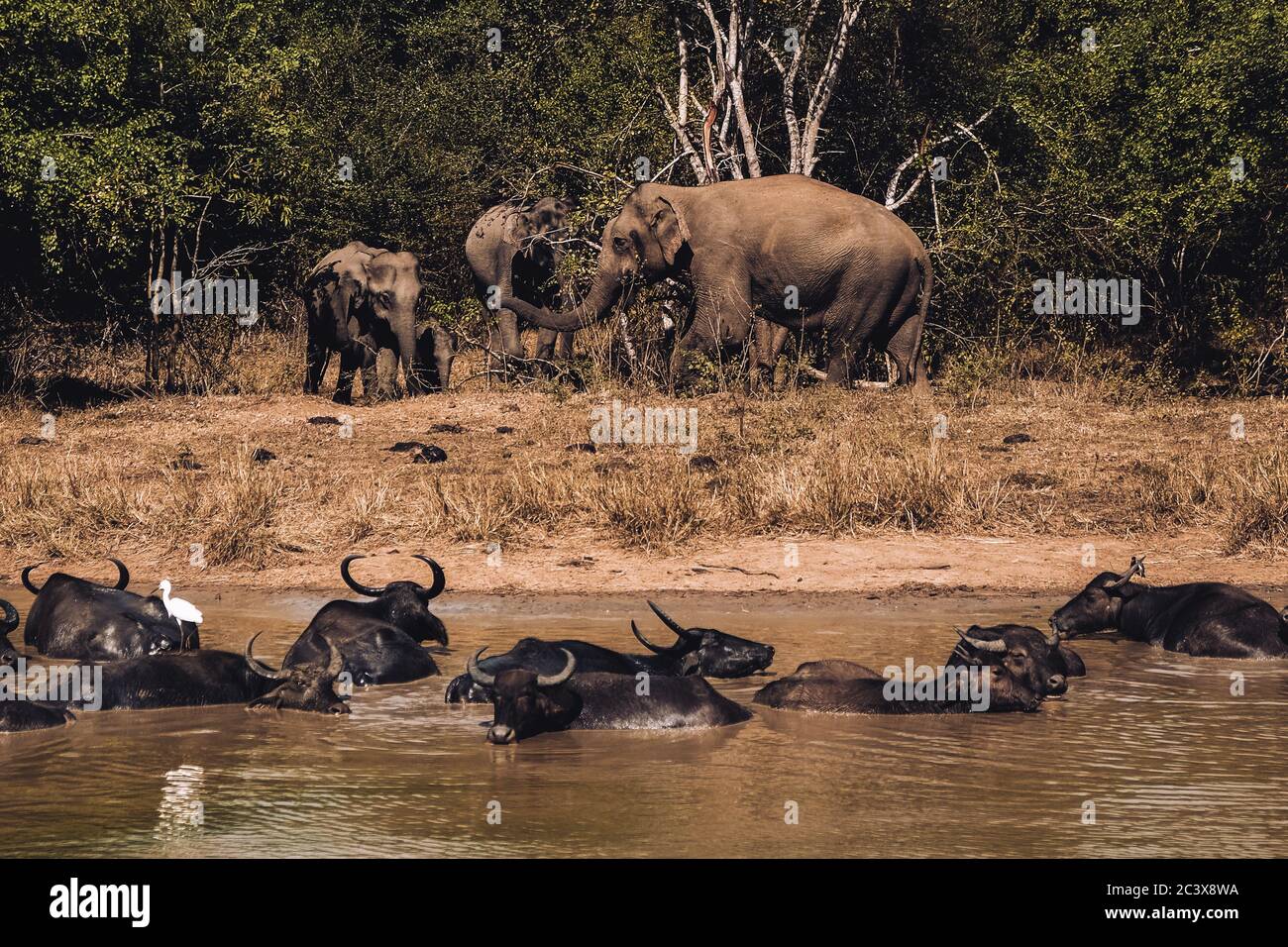 Famiglia di elefanti nel Parco Nazionale di Udawalawe Sri Lanka. Osservazione della fauna selvatica da safari jeep. Un gregge di bufali d'acqua che bagnano in primo piano. Foto Stock