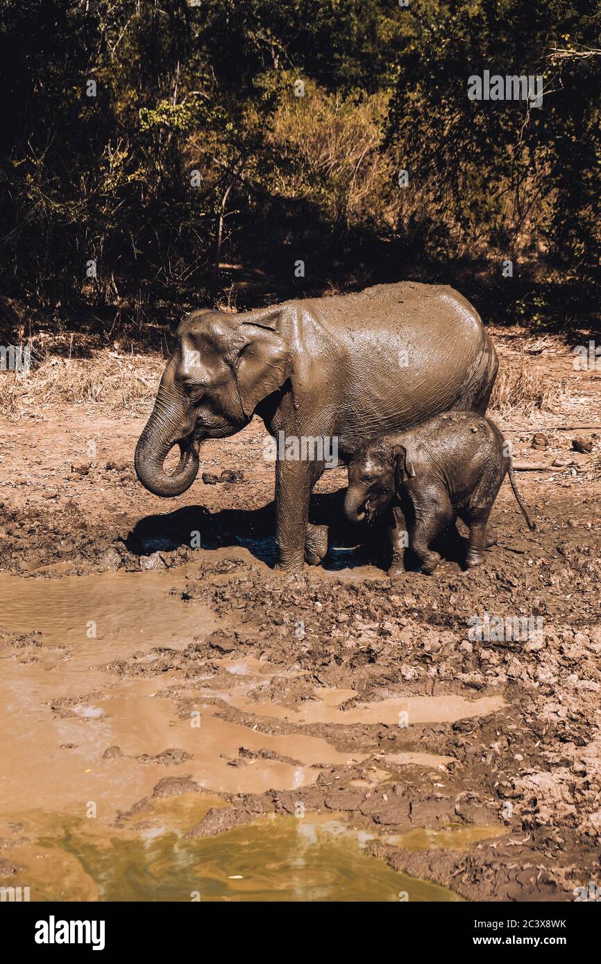 Acqua potabile per la mamma e il bambino di elefante da un lago di fango nel Parco Nazionale di Udawalawe, Sri Lanka. Vista da vicino dalla jeep safari. Foto Stock