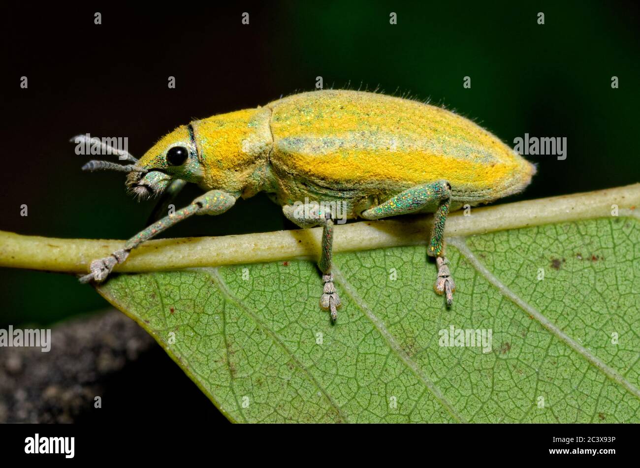 Una dolcezza gialla dal Vietnam Foto Stock