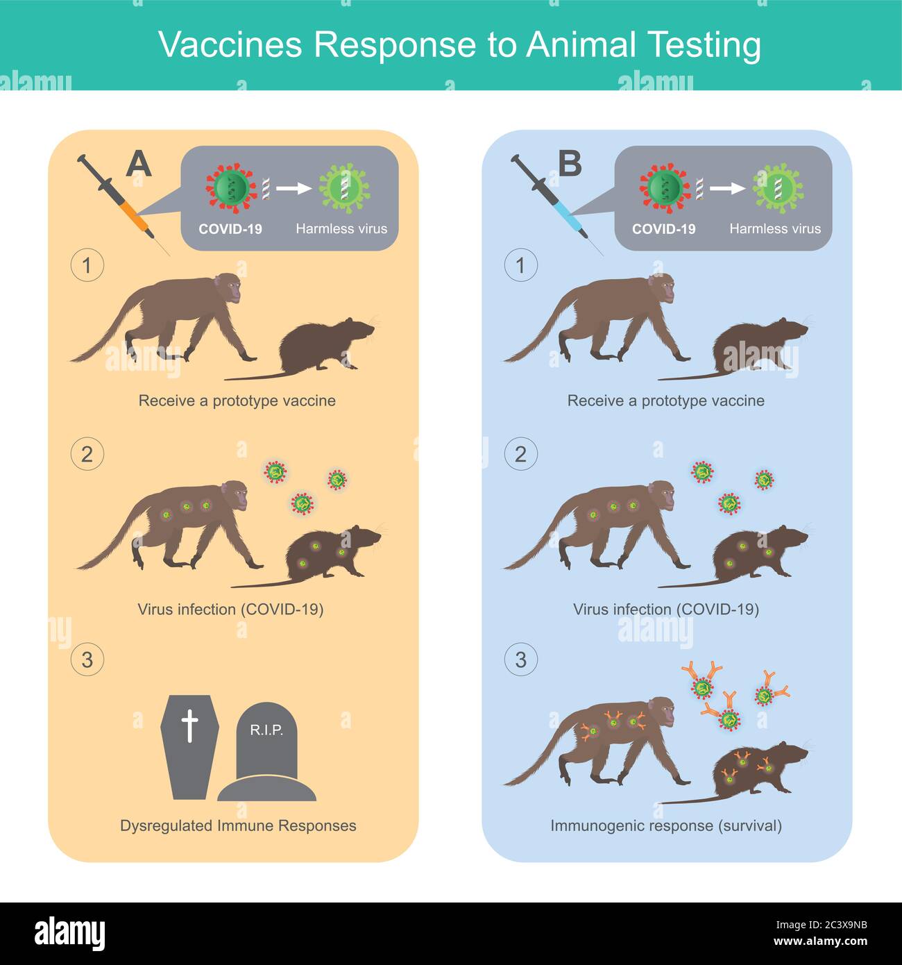 Risposta dei vaccini ai test sugli animali. Illustrazione per uso medico per confrontare i vaccini di tipo 2, che ha effetti diversi sulla sperimentazione animale (scimmia e. Illustrazione Vettoriale