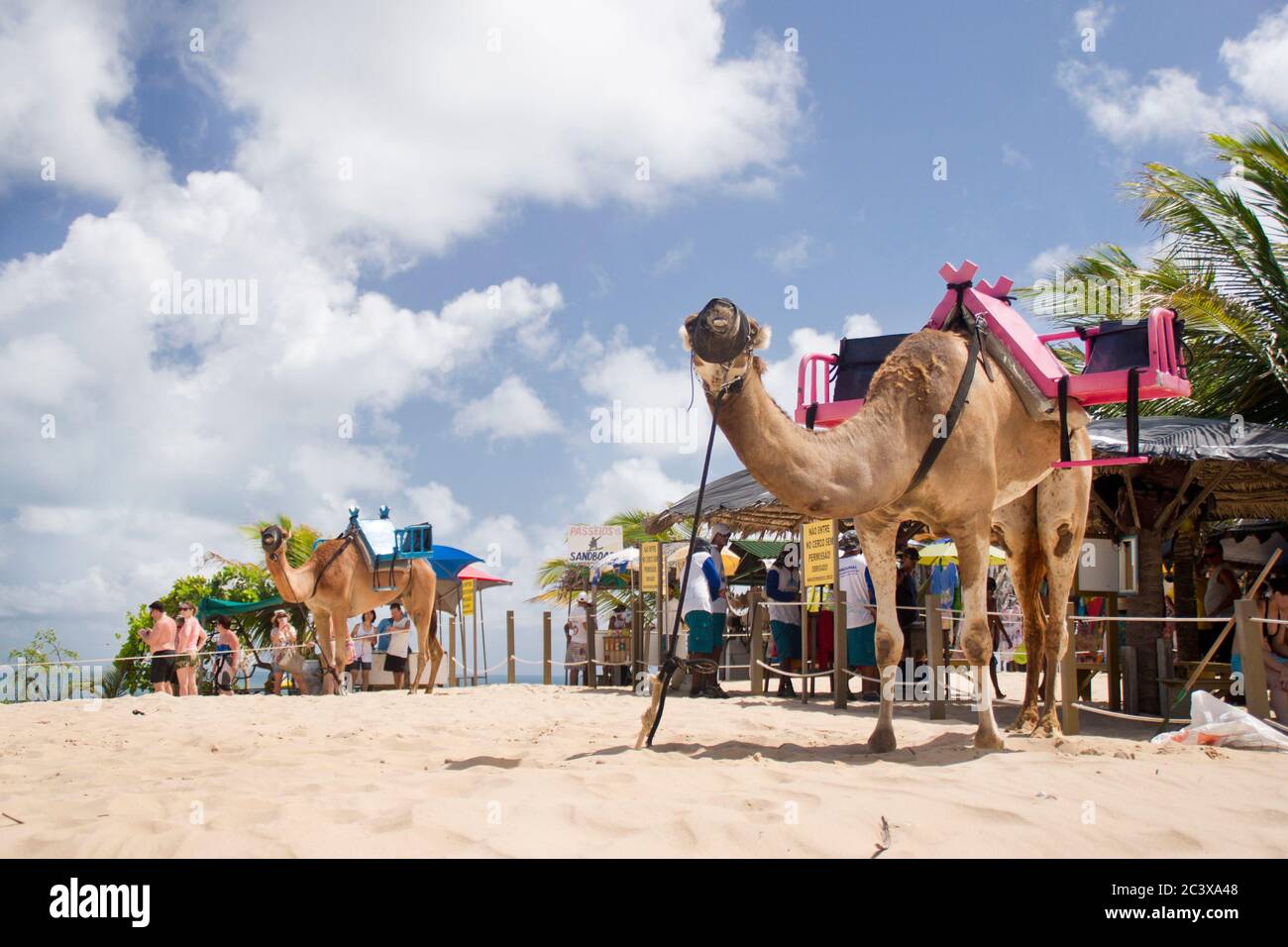 Genipabu dune e giro in laguna, Natal, Brasile. Un paradiso tropicale per vacanze, per avventure e relax. Foto Stock