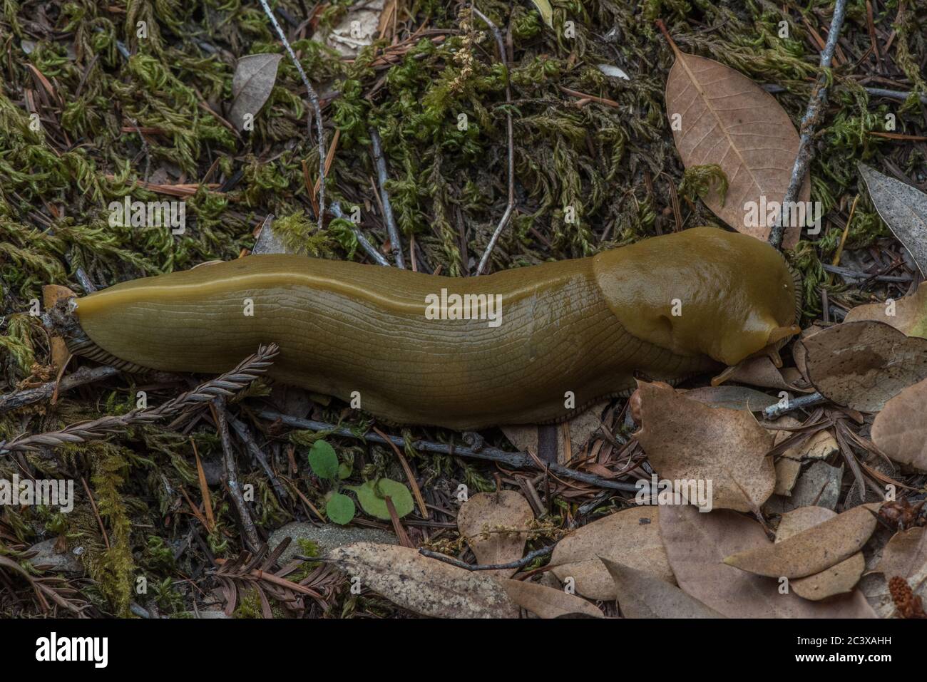 Button's Banana Slug (Ariolimax Buttoni) che si fa strada attraverso la cucciolata di foglie sul pavimento della foresta. Foto Stock