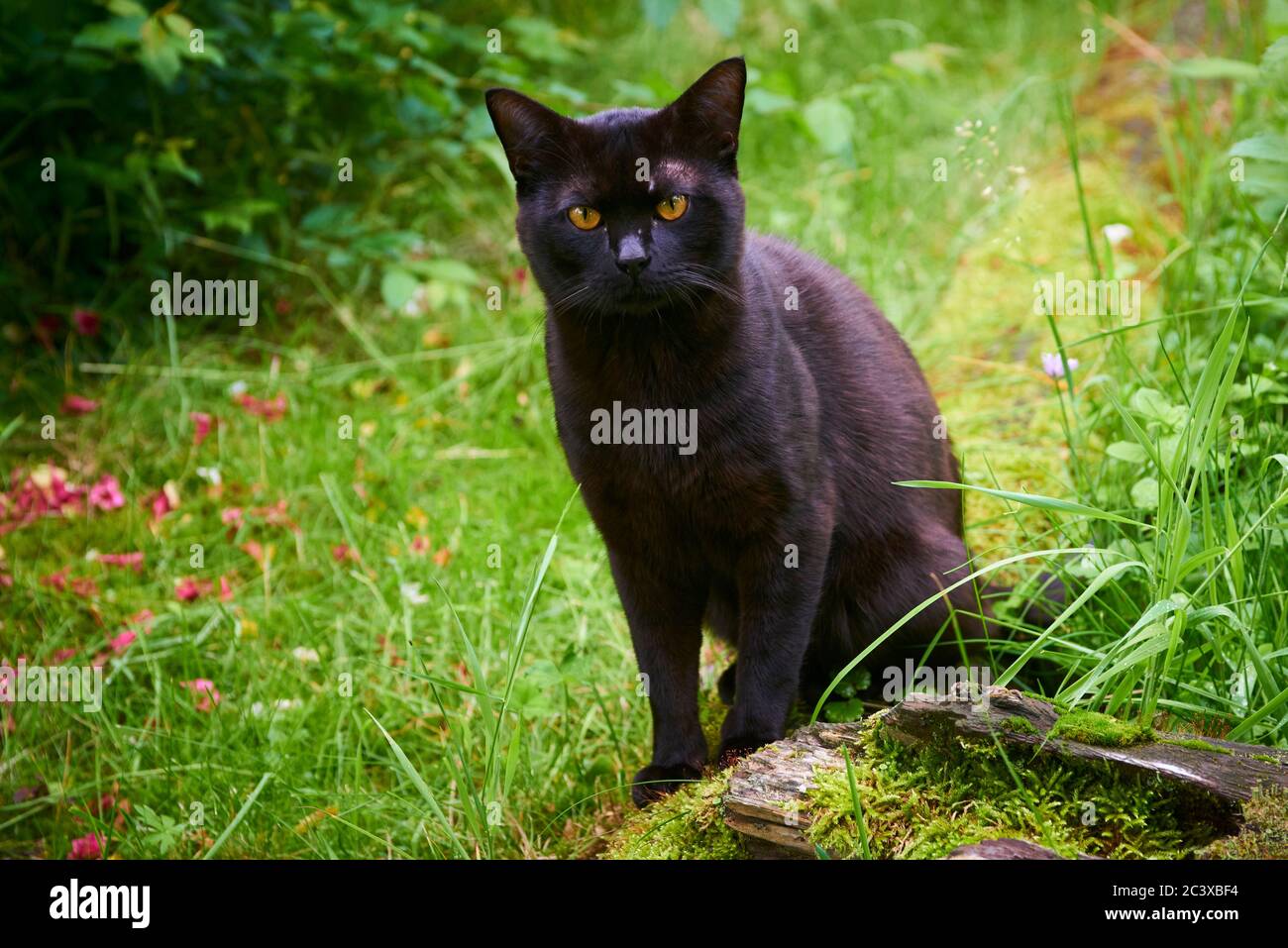 Black Cat su Green Lawn on Hunt Foto Stock