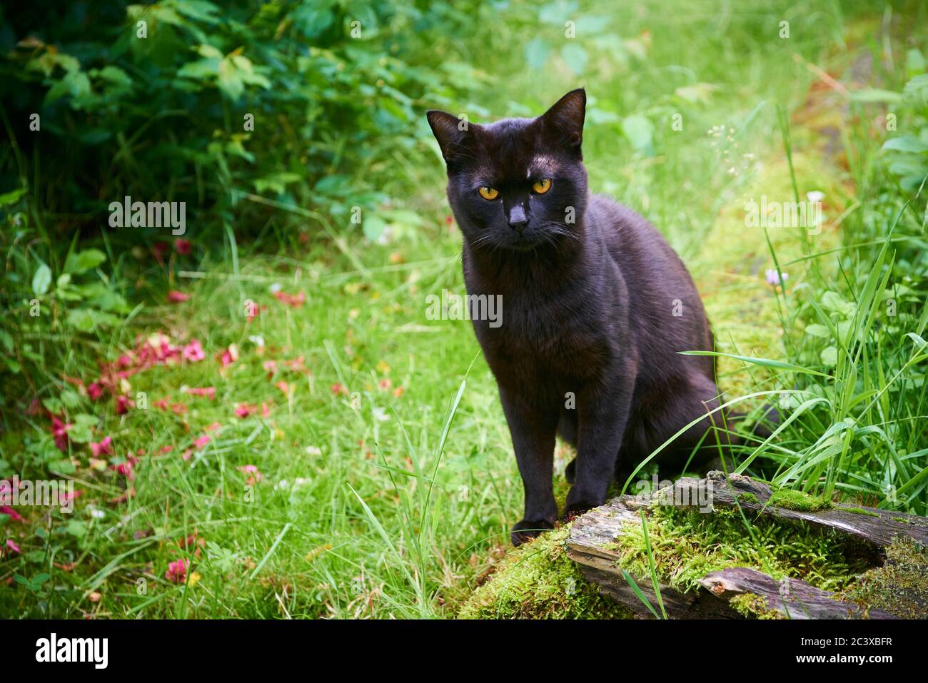 Black Cat su Green Lawn on Hunt Foto Stock