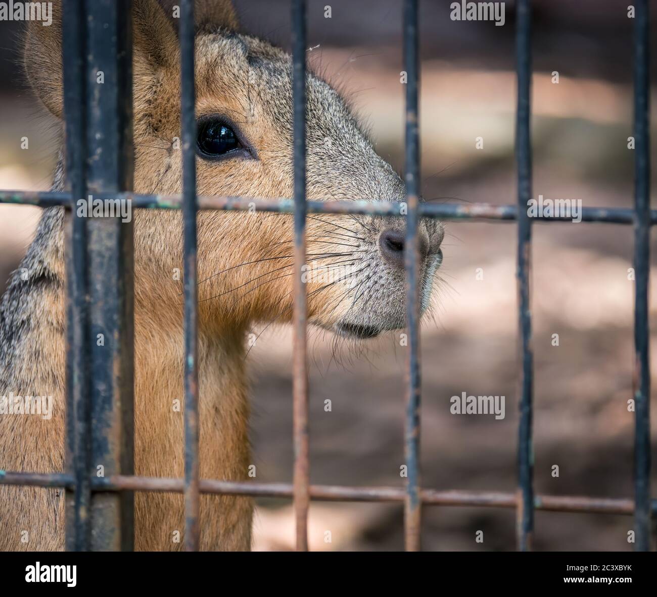 Una wallaby ( Macropus Eugenii) con occhi tristi dietro l'afence allo zoo. Foto Stock