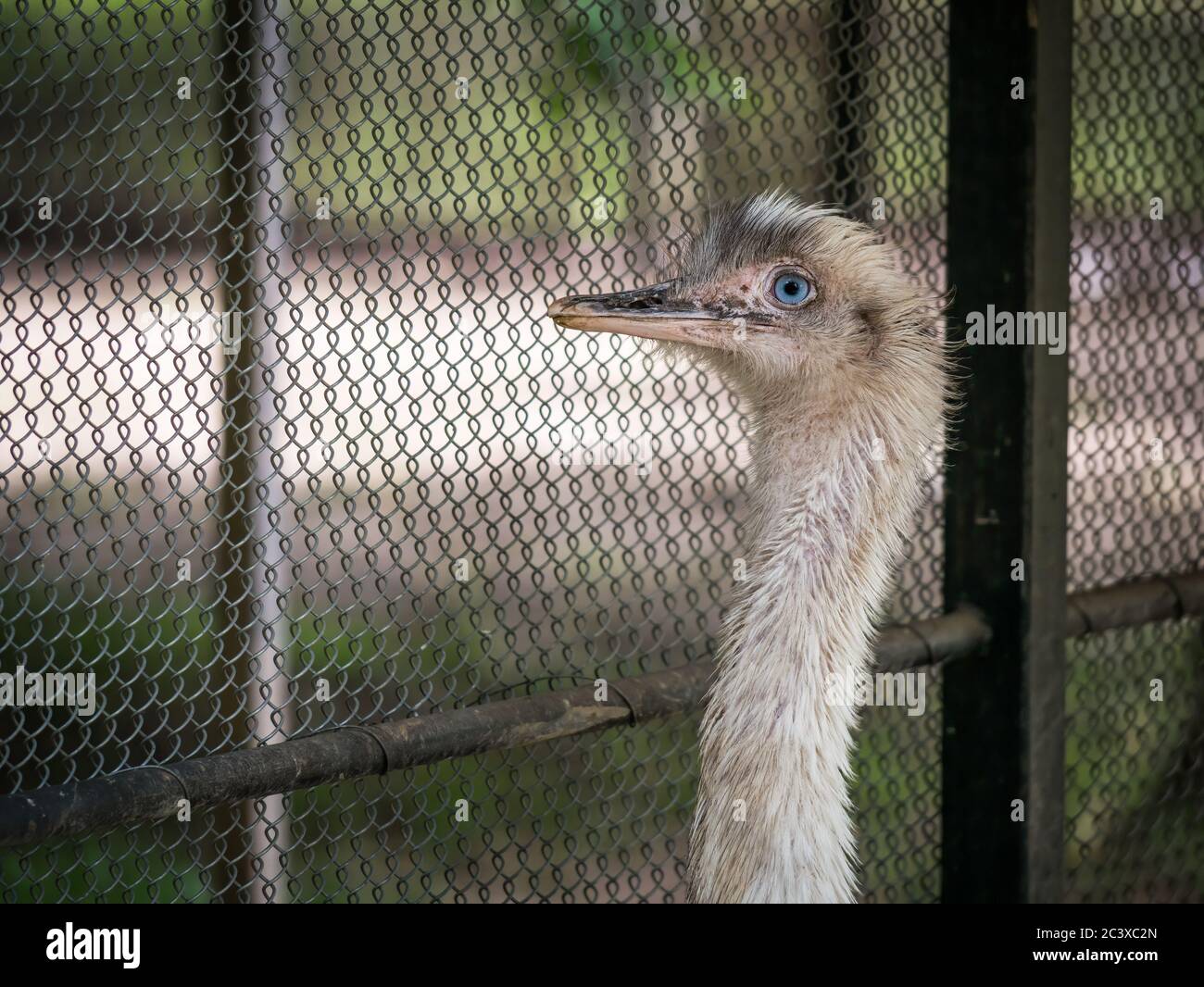 Primo piano con la testa di uno struzzo dietro una recinzione cablata presso lo zoo. Foto Stock