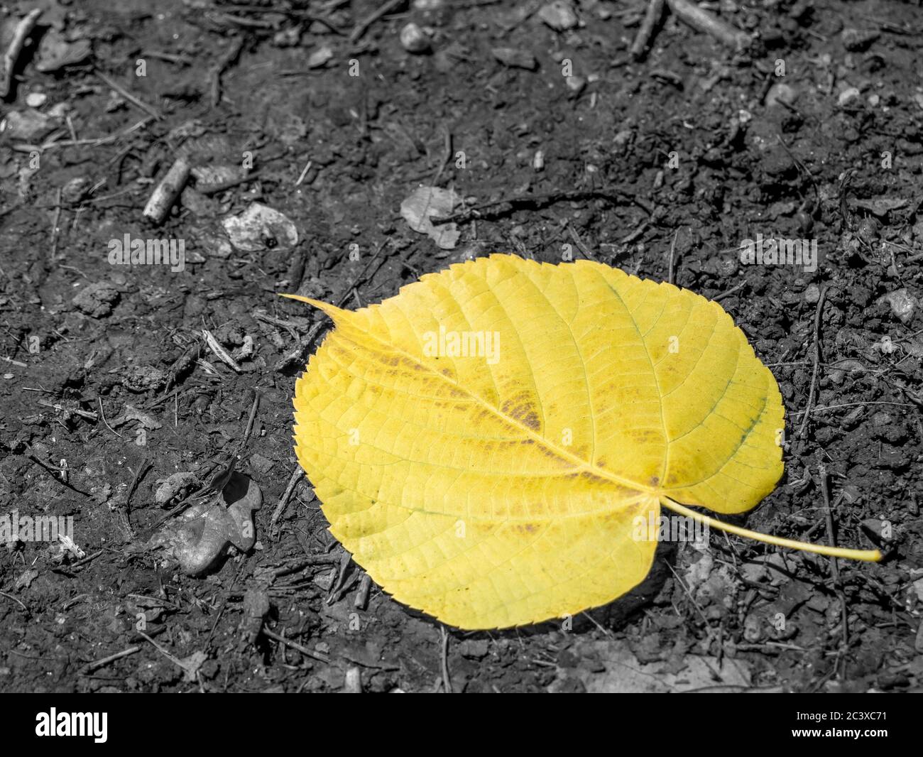 Singola foglia gialla isolata a terra. Effetto colore selettivo. Foto Stock