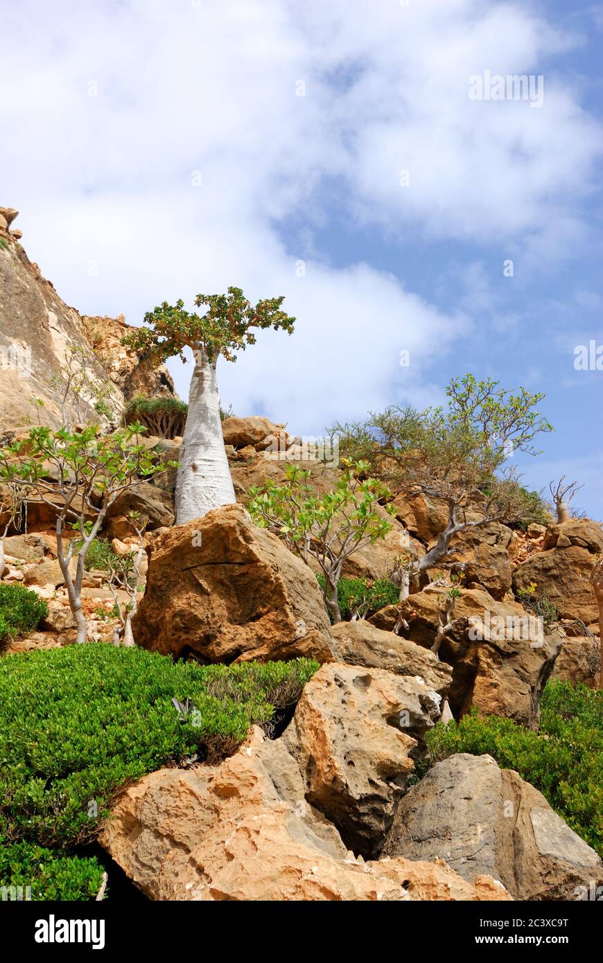 Albero del cetriolo. Alberi endemici dell'isola di Socotra, Yemen. Foto Stock