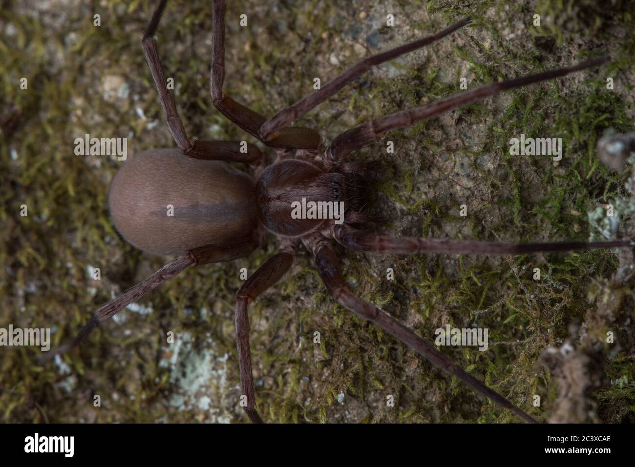 Titiotus specie di ragno trovato in California. Questi ragni sono comunemente noti come ragni falso lupo. Foto Stock