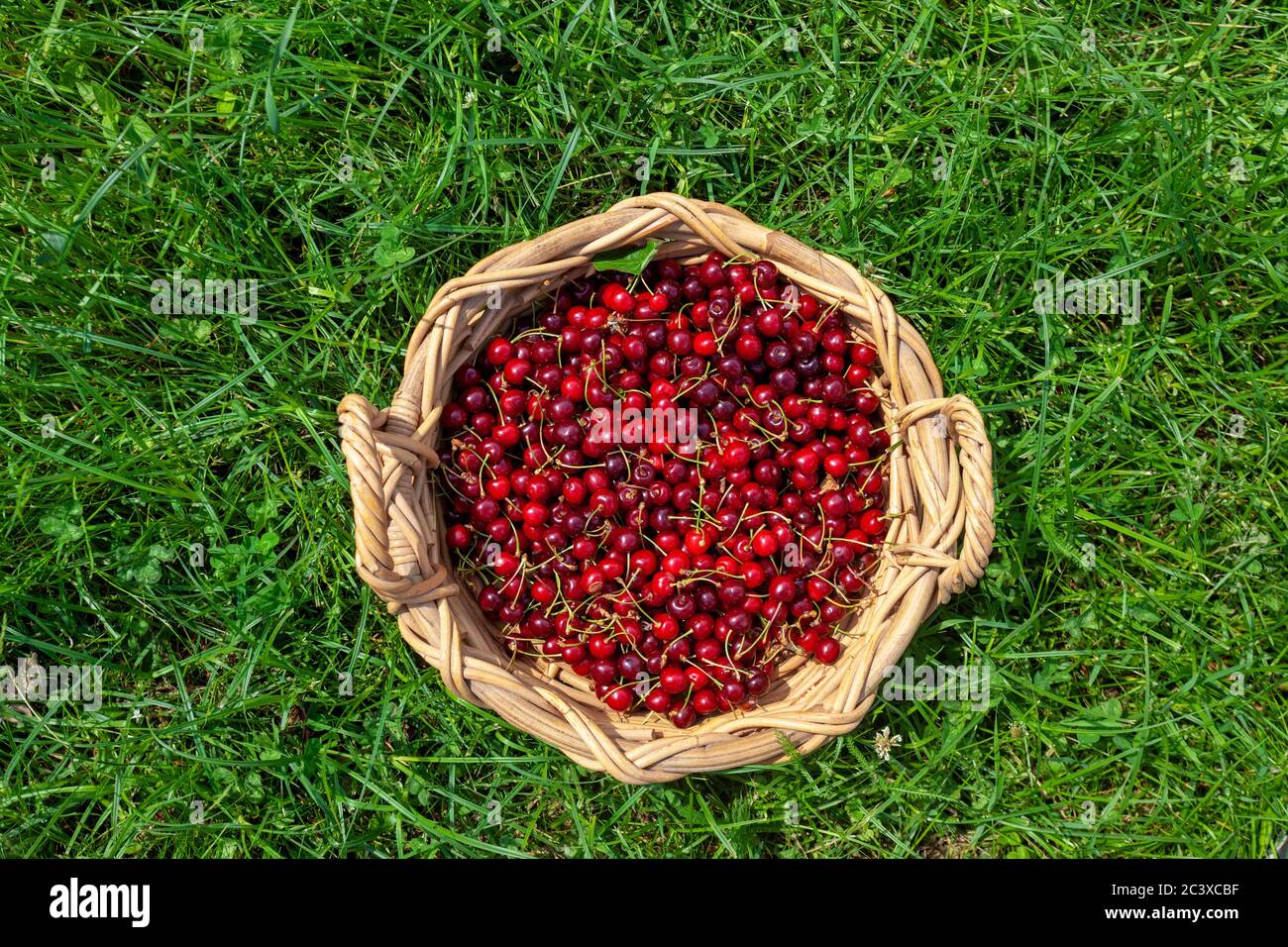 Frutti maturi del Prunus avium, comunemente chiamati ciliegia selvatica, ciliegia dolce, o gean Foto Stock