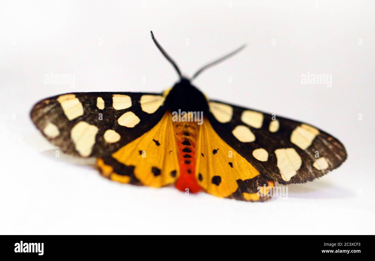 Macro foto di una bella falda con un ornamento Foto Stock