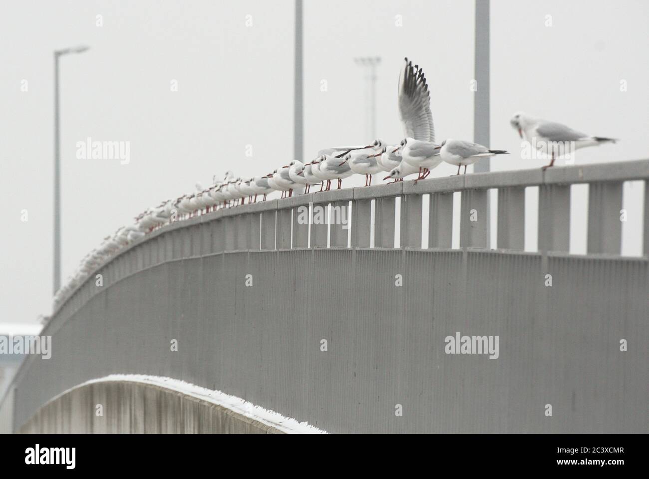 Möwen im Winter auf einer Brücke Foto Stock