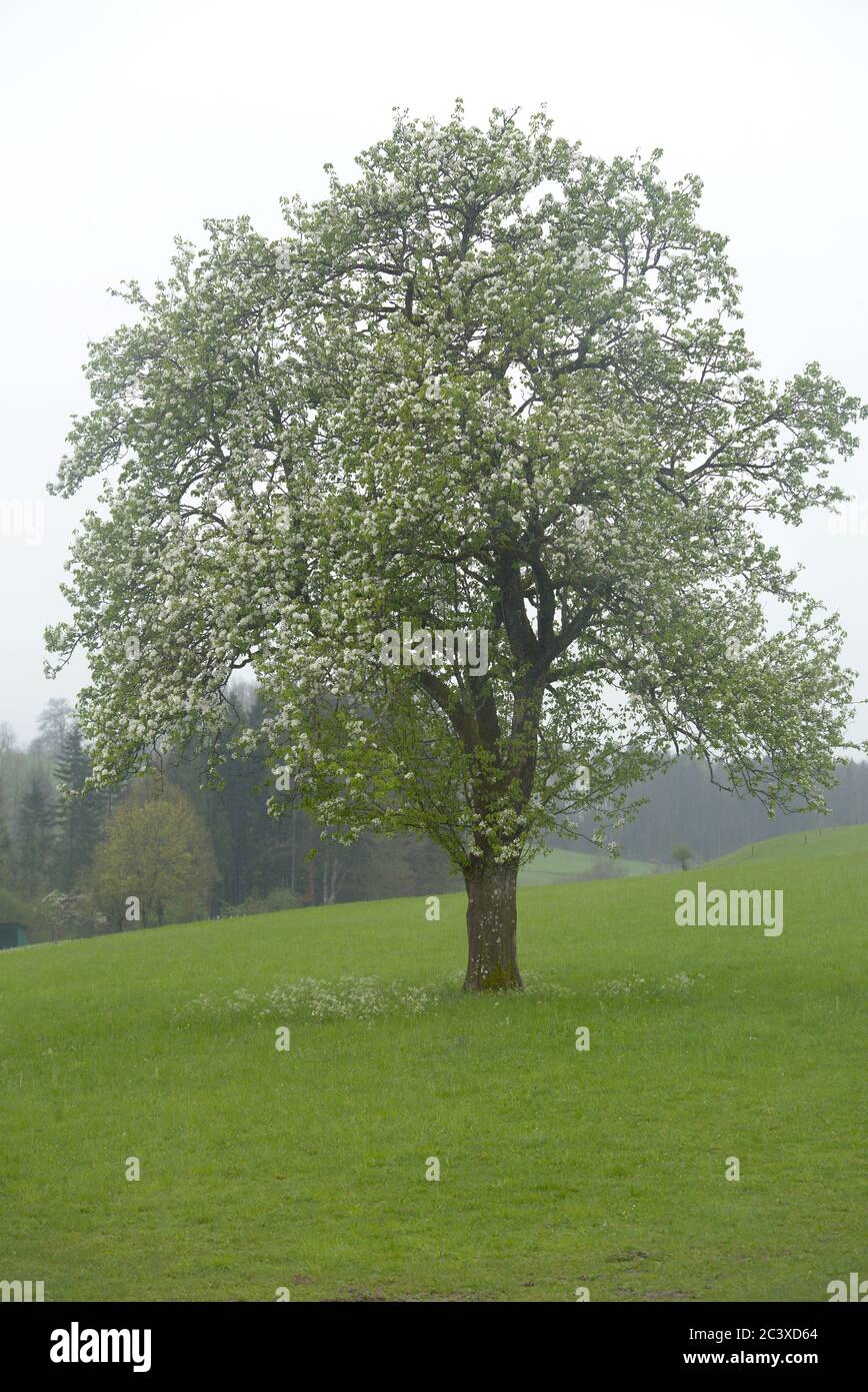 Baum bei Regen im Frühjahr Foto Stock