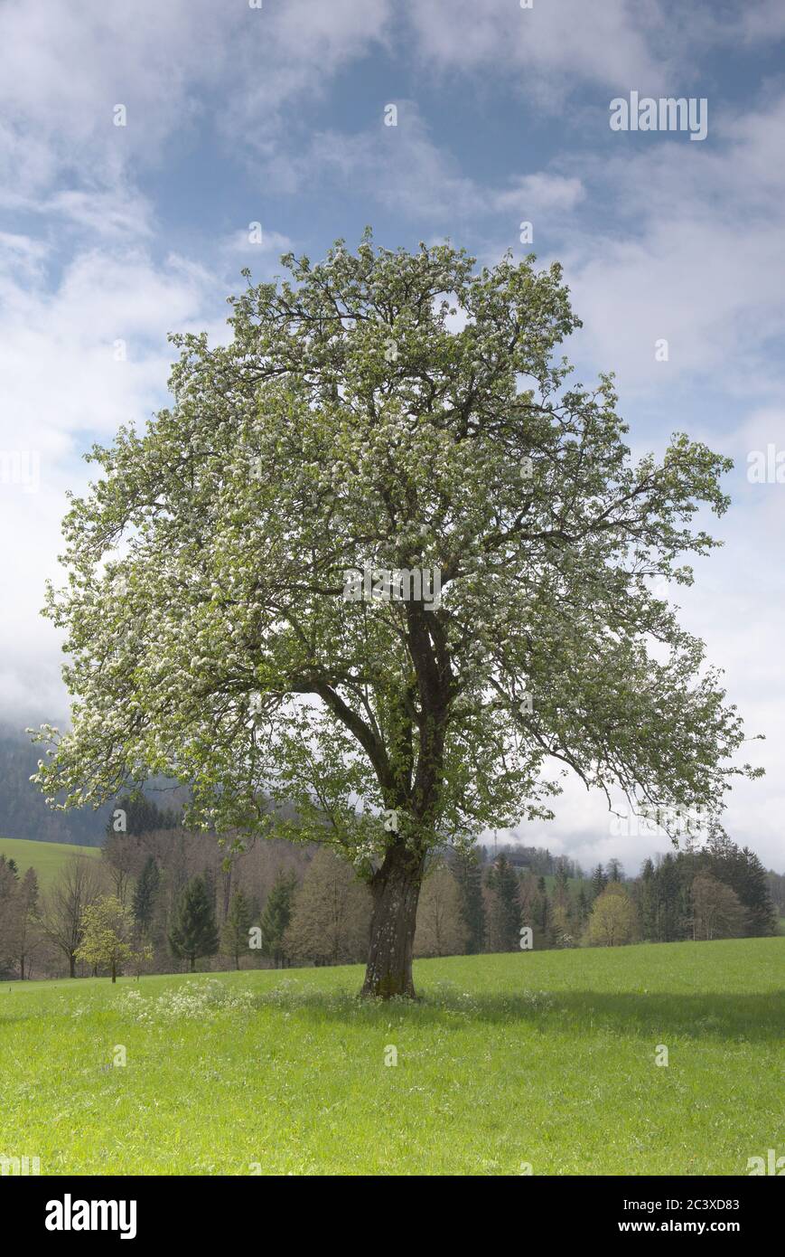 frühlingshafte Wiese mit Baum nach einem Regen Foto Stock