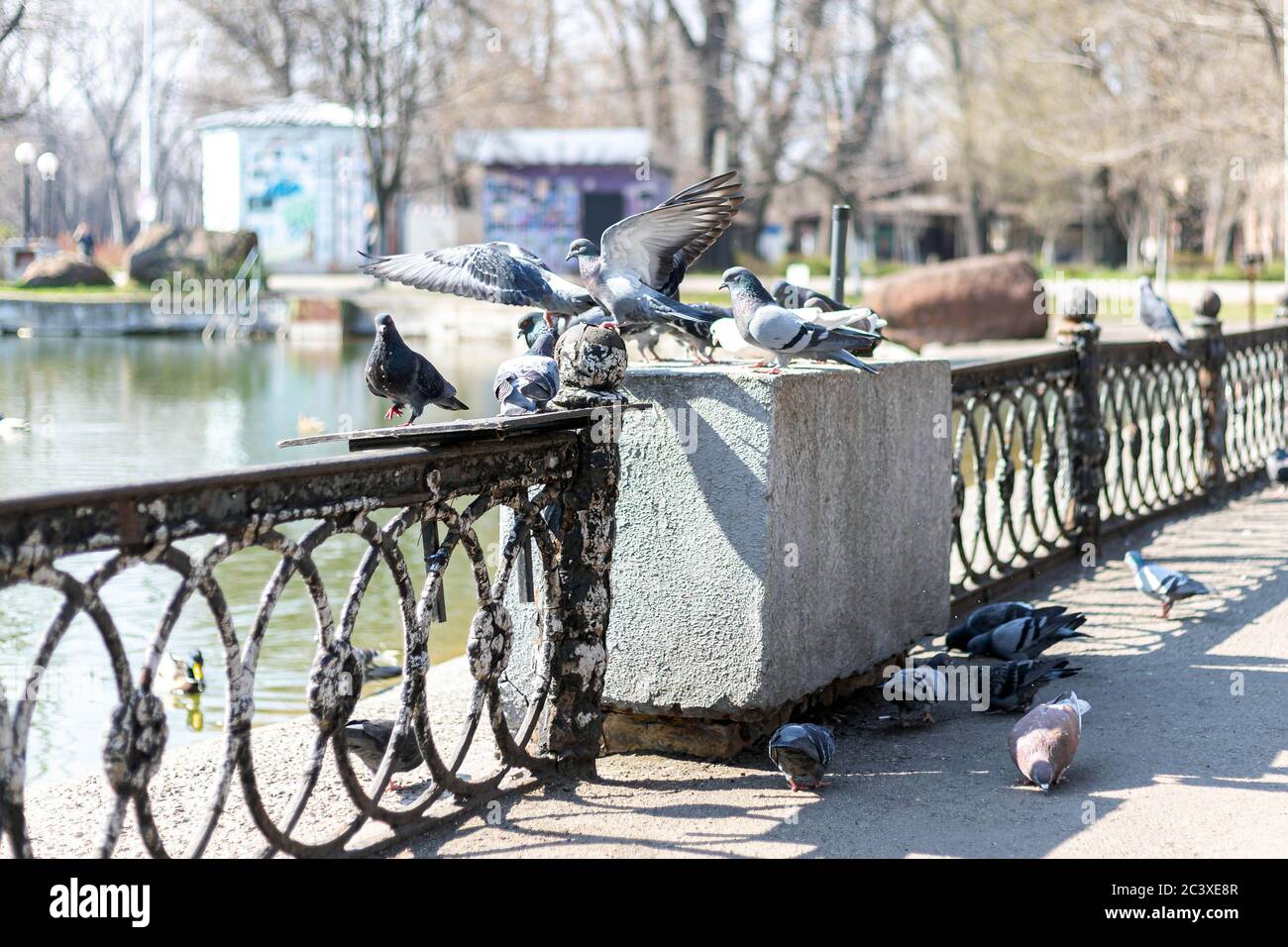 Gregge di piccioni in piedi sulla recinzione vicino allo stagno in giornata di sole. Uccelli selvatici sfondo Foto Stock