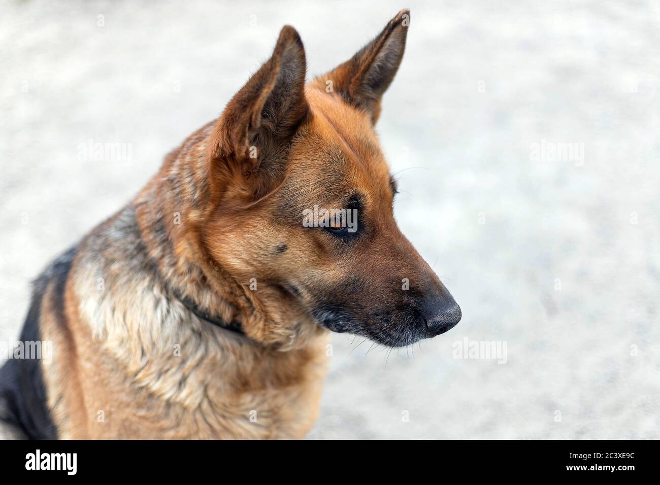 Vista del profilo di una donna adulta, cane da pastore tedesco seduto a terra. Adorabile animale domestico, primo piano Foto Stock