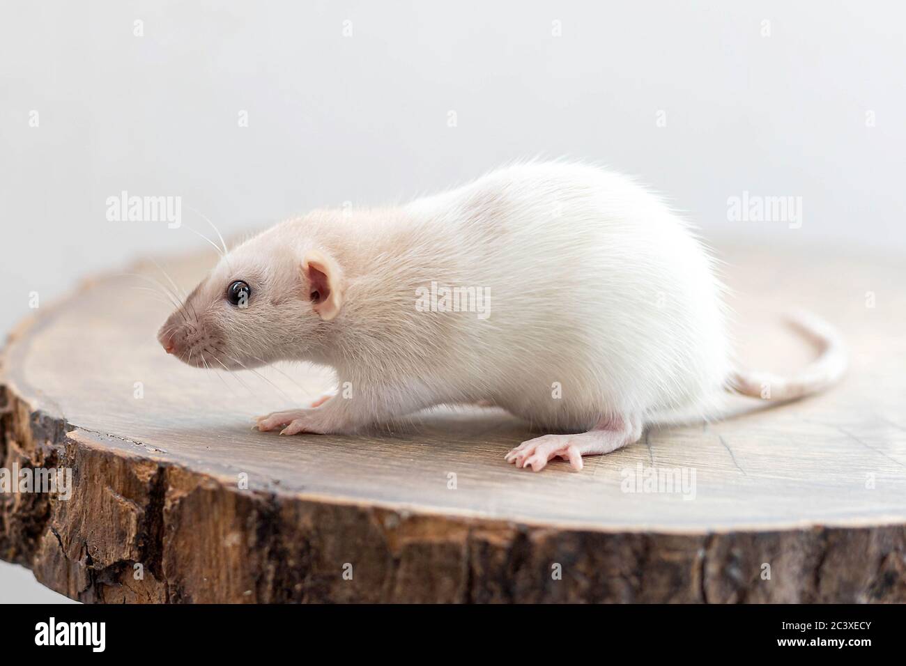 Profilo di ratto dumbo bianco seduto su fetta di legno marrone. Carino e simpatico animale domestico, sfondo, primo piano Foto Stock