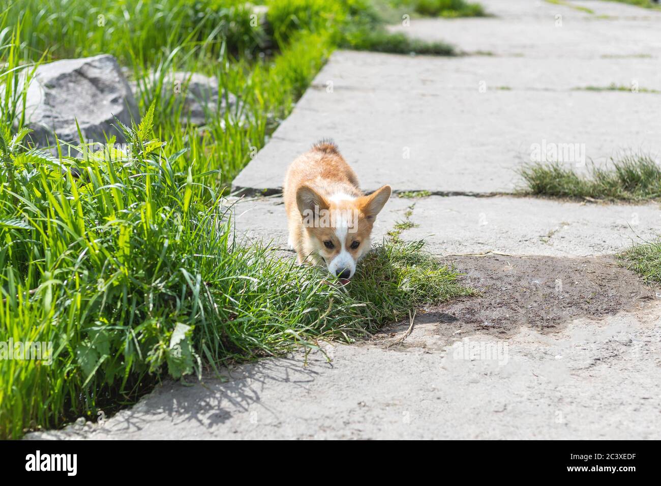 Pembroke Porgi gallese cucciolo degustazione erba verde in giornata di sole. Allevamento e casa cane sfondo Foto Stock