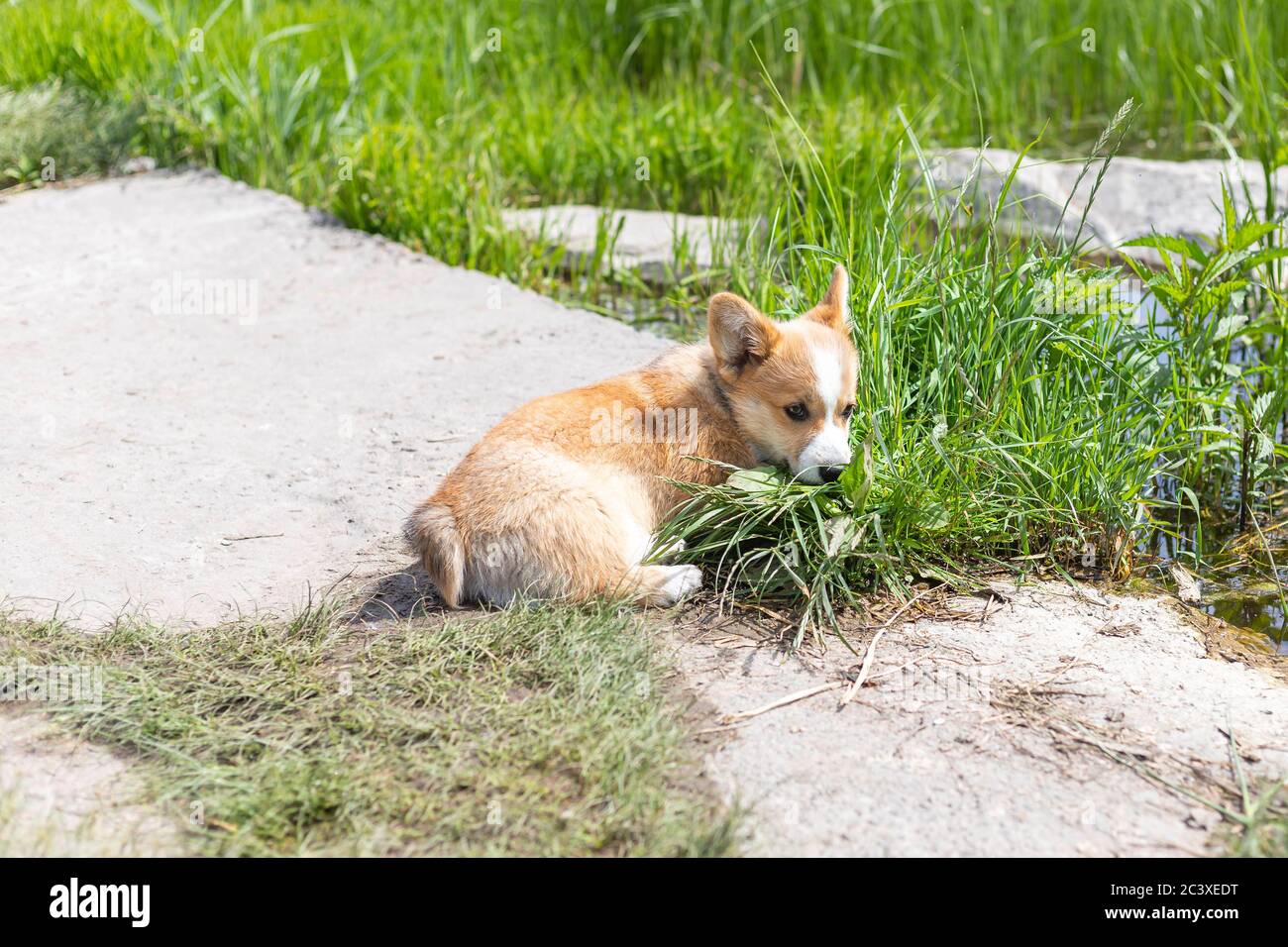 Adorabile cucciolo di Corgi gallese Rembroke seduto in erba verde in giornata di sole. Cane da pastore, animale domestico di fondo Foto Stock