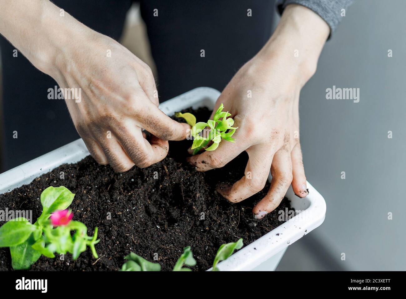 Primo piano di mani femminili mettendo aptenia cordifolia bambino con radici in vaso bianco rettangolare fiore. Sun Rose pianta che pota, idea di giardinaggio domestico Foto Stock