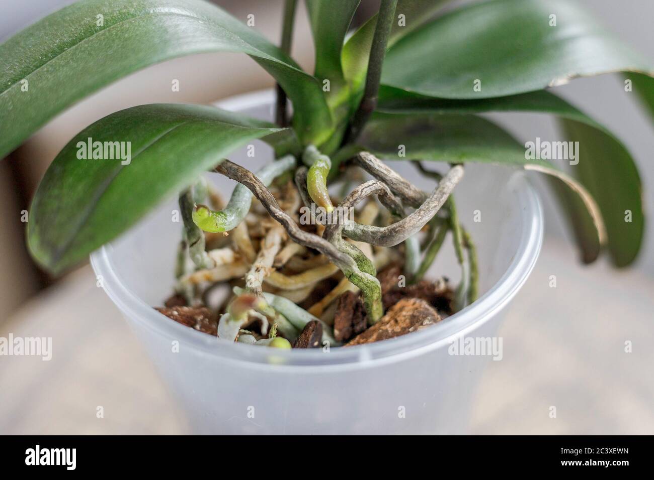 Phalaenopsis orchidea in vaso trasparente per orchidee. Primo piano per la  repotenza Foto stock - Alamy