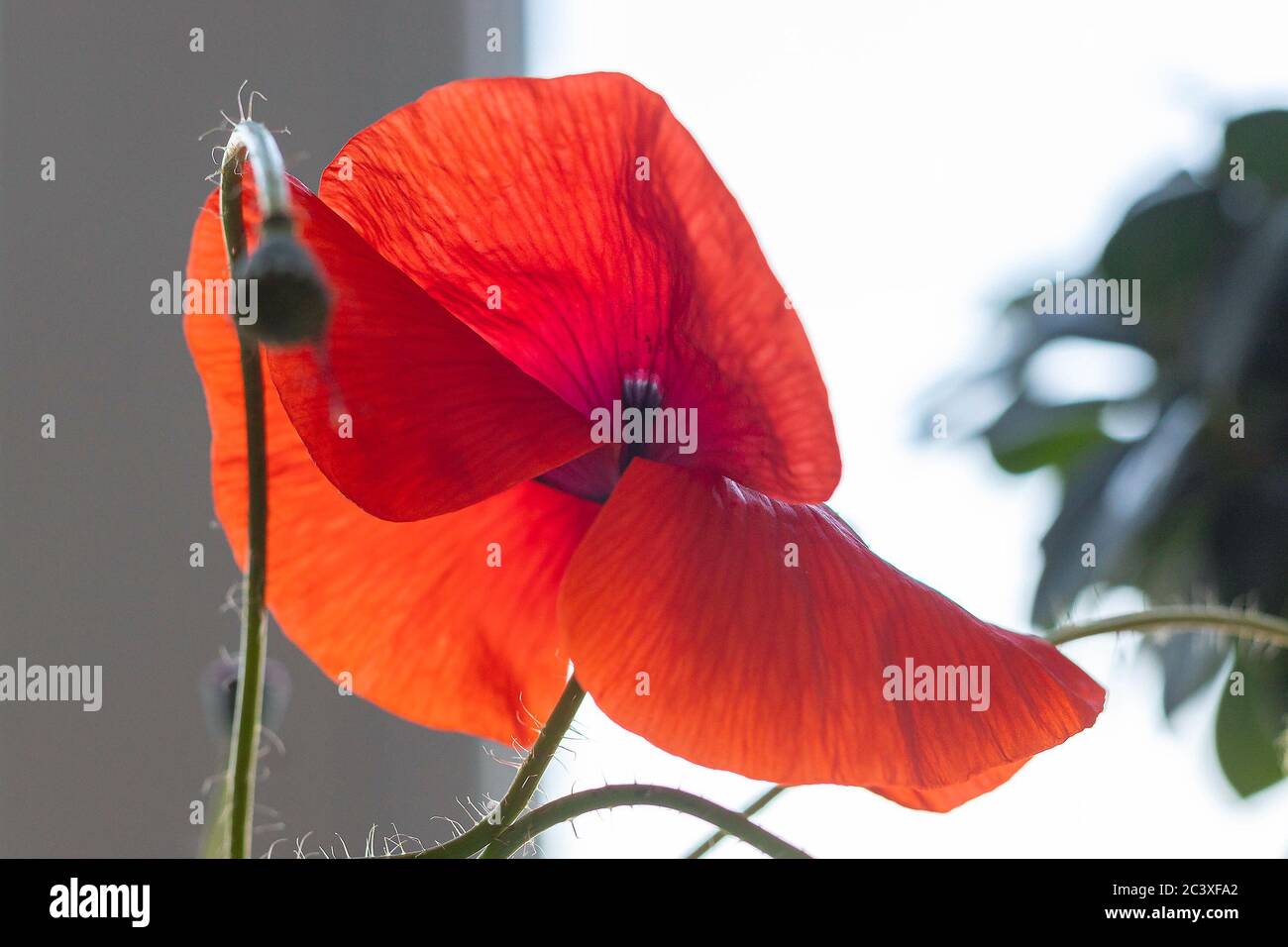 Fiore rosso papavero luminoso su sfondo sfocato. Primo piano, retroilluminato. Idea per carta da parati, cartolina, poster Foto Stock