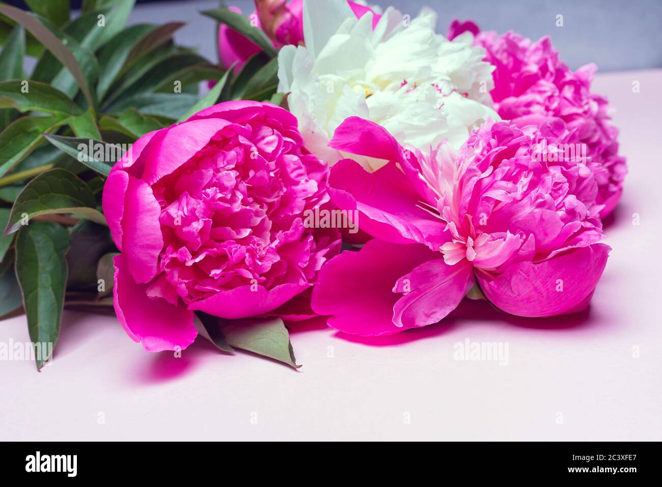 Primo piano di bouquet di peonie mix isolato su sfondo rosa. Composizione piatta, spazio di copia. Idea per poster, arredamento, carta da parati Foto Stock