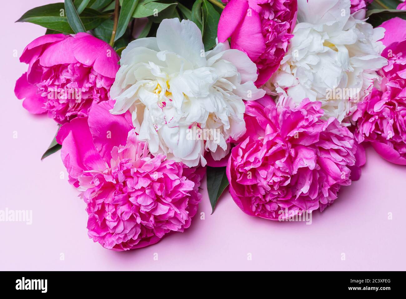 Vista dall'alto di fuchsia e bouquet di peonie bianche isolato su sfondo rosa. Composizione piatta, primo piano. Idea per arredamento Foto Stock