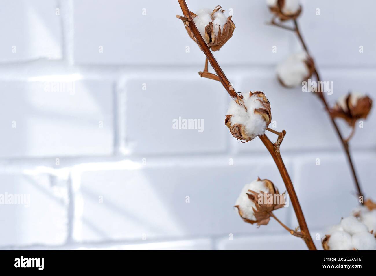 Primo piano di fiori di cotone su due rami secchi sullo sfondo di muro di mattoni bianchi. Copia spazio, primo piano, sfondo floreale Foto Stock