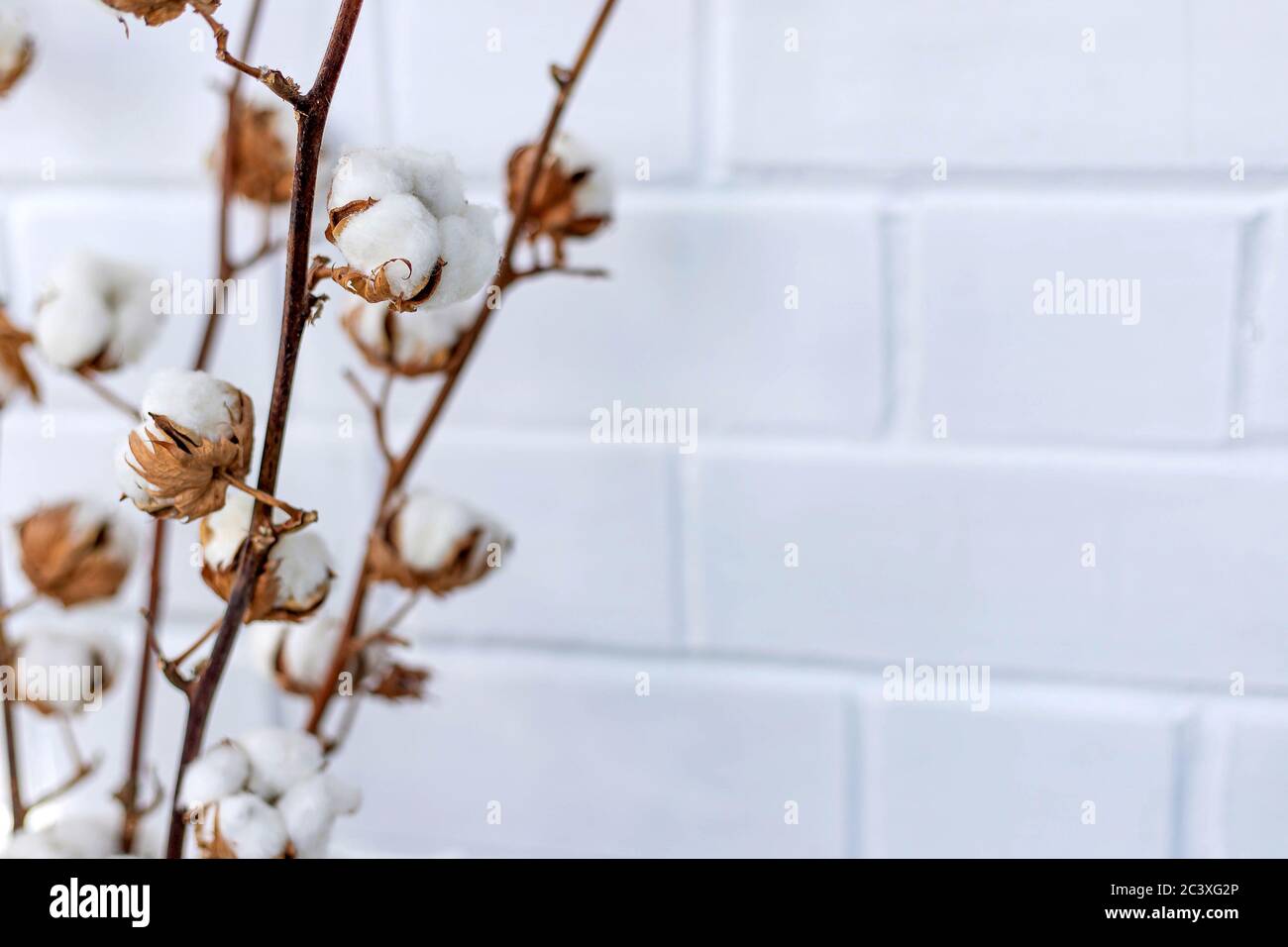 Rami secchi con fiori di cotone sullo sfondo di muro di mattoni bianchi. Copia spazio, primo piano, sfondo floreale Foto Stock
