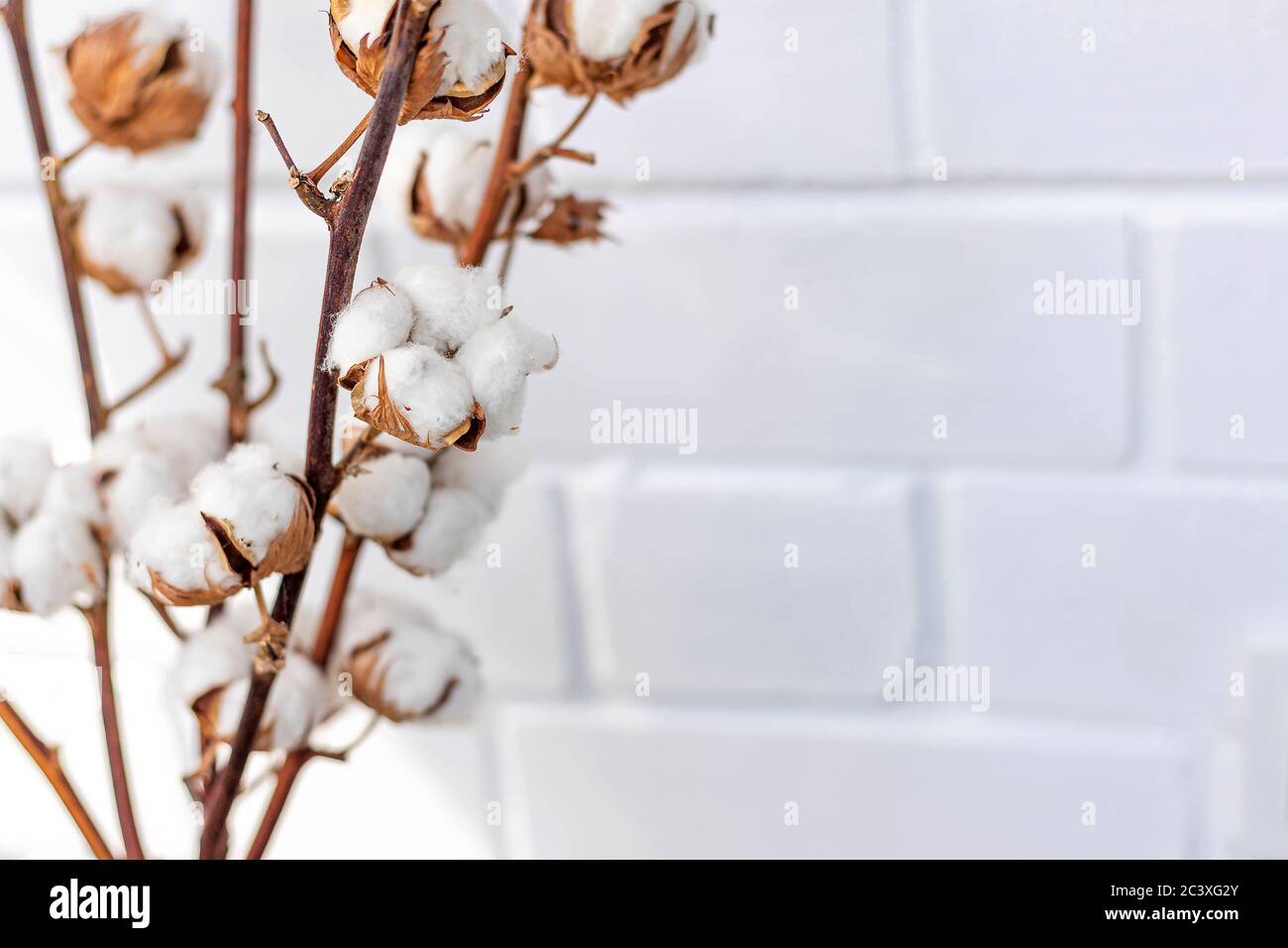 Fiori di cotone sui rami secchi. Muro di mattoni bianchi. Copia spazio, primo piano, sfocato, sfondo floreale Foto Stock