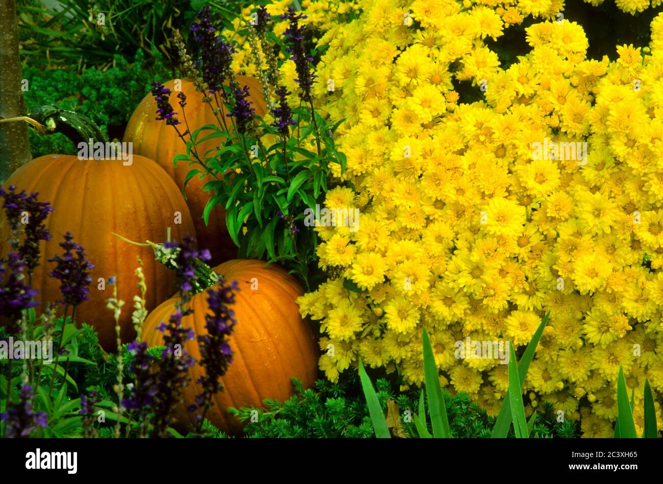 Zucche e mamme in autunno Foto Stock
