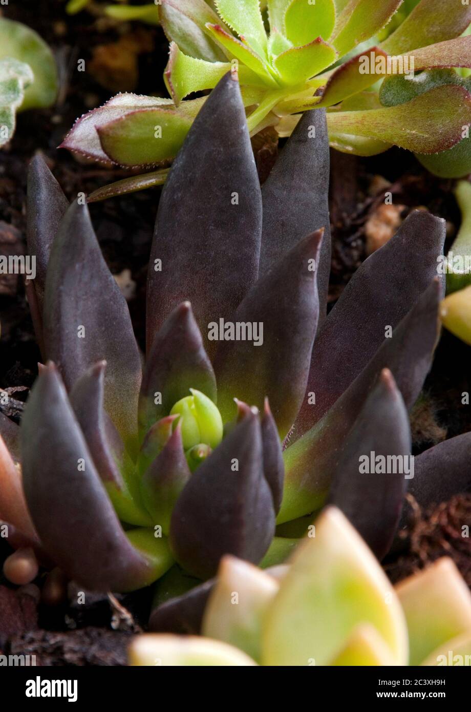 SEMPERVIVUM PACIFICO ' DIAVOLI CIBO' Foto Stock