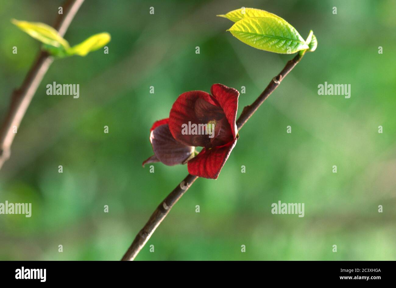 Paw Paw ( Asimina Triloba ) albero fiorire Foto Stock