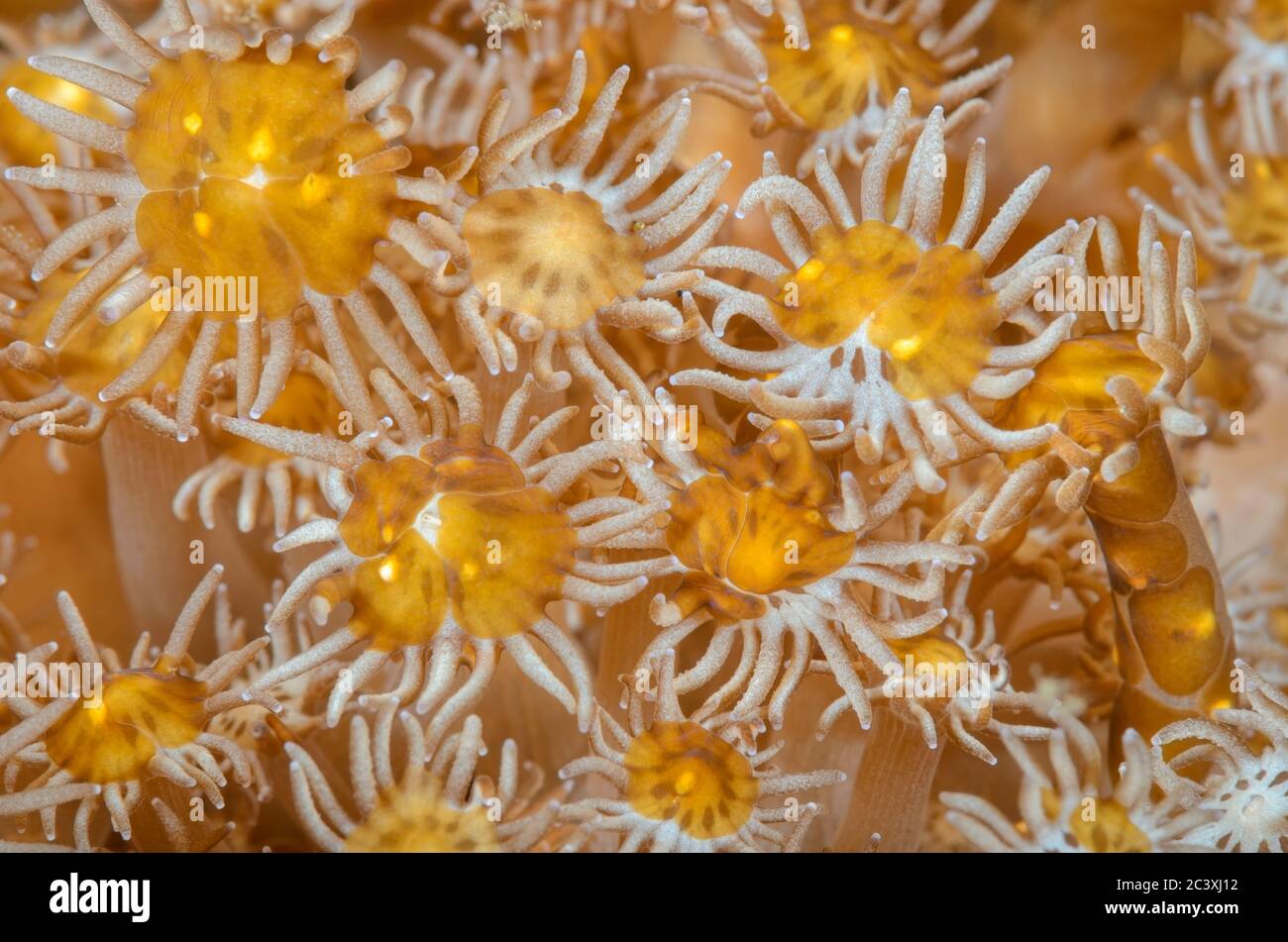 Vaso di fiori corallo, Goniopora sp. Con vermi aceol, Waminoa sp., Lembeh Strait, Sulawesi del Nord, Indonesia, Pacifico Foto Stock