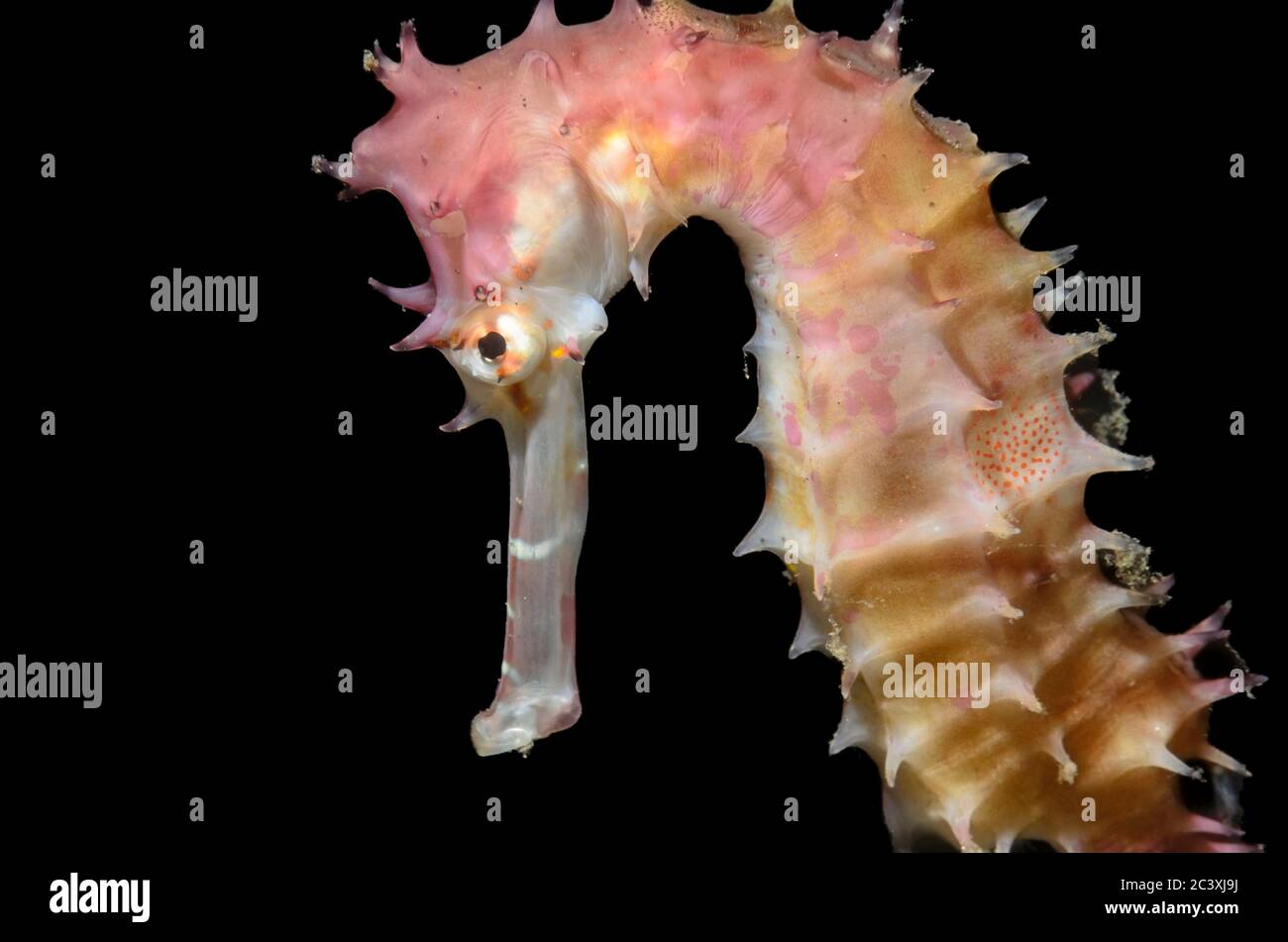 Cavallo di mare spinoso, Hippocampus histrix, Lembeh Strait, Sulawesi del Nord, Indonesia, Pacifico Foto Stock