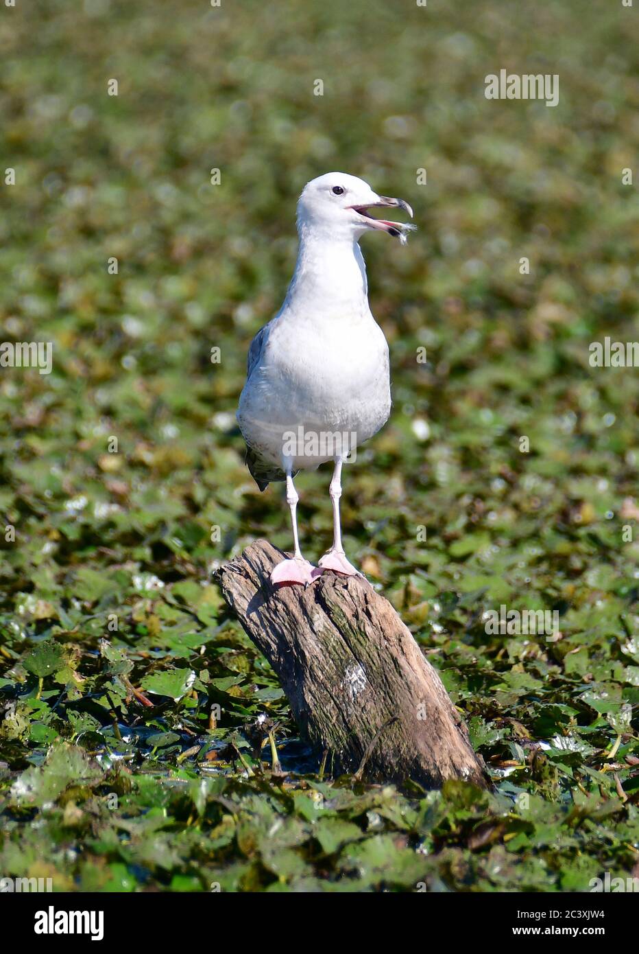 Gabbiano Caspian, Steppenmöwe, Larus cachinnans, sztyeppi sirály Foto Stock