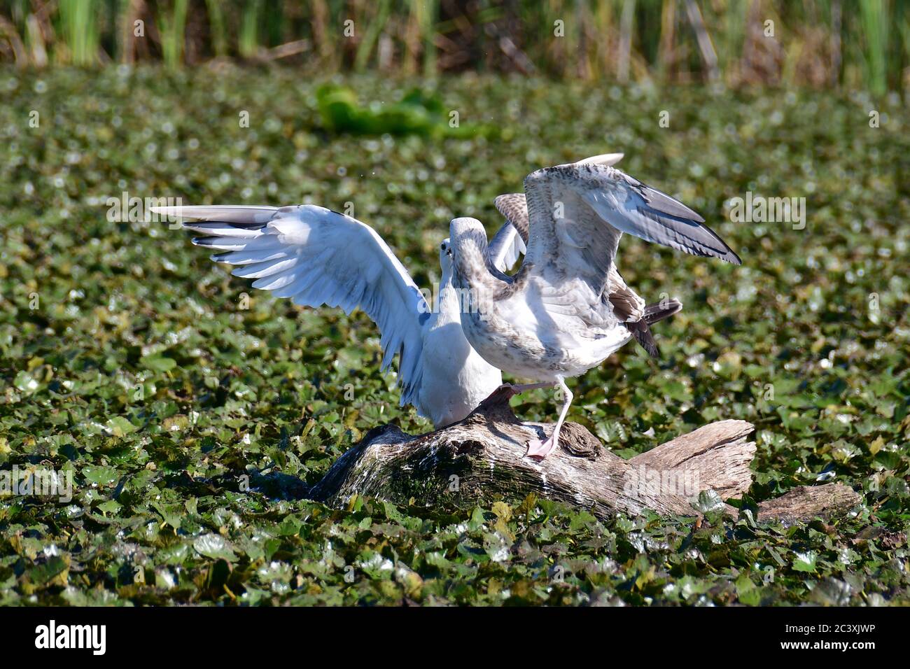 Gabbiano Caspian, Steppenmöwe, Larus cachinnans, sztyeppi sirály Foto Stock