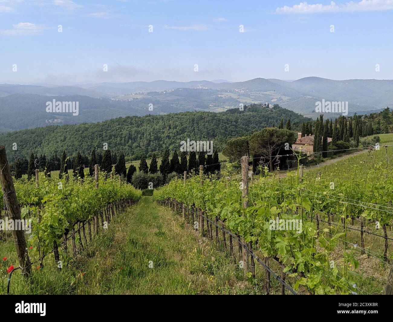 Vigneto in toscana in Italia Foto Stock