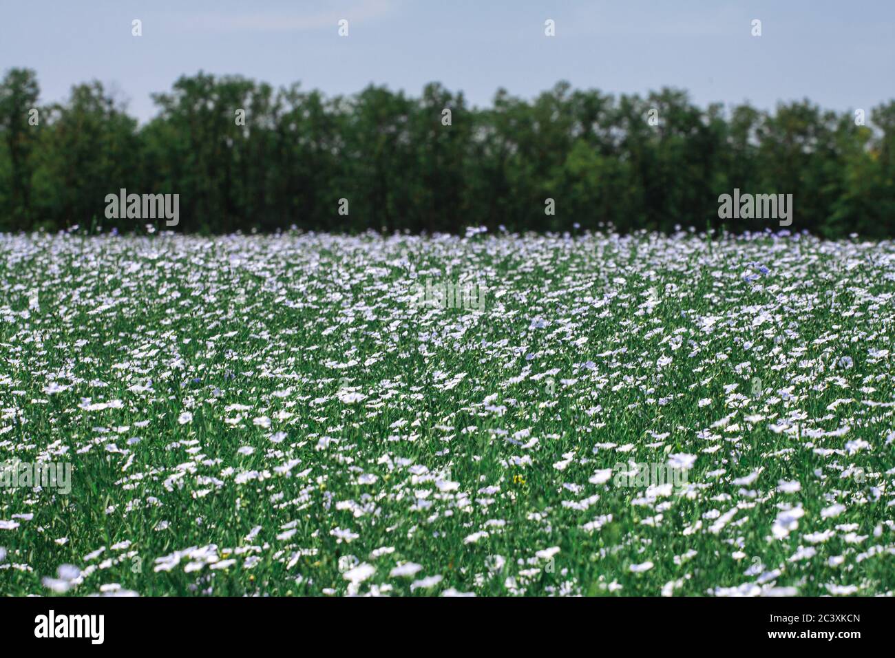 fioritura enorme campo di fiori di lino blu su uno sfondo verde di steli e foglie Foto Stock
