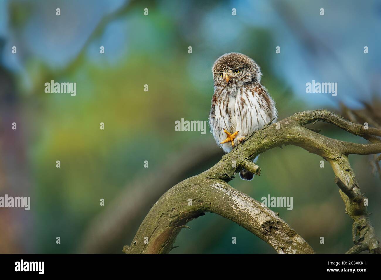 Pygmy-Owl eurasiatico - Glaucidium passerinum seduto sul ramo con la preda nella foresta in estate. Piccolo gufo europeo con sfondo verde. Foto Stock