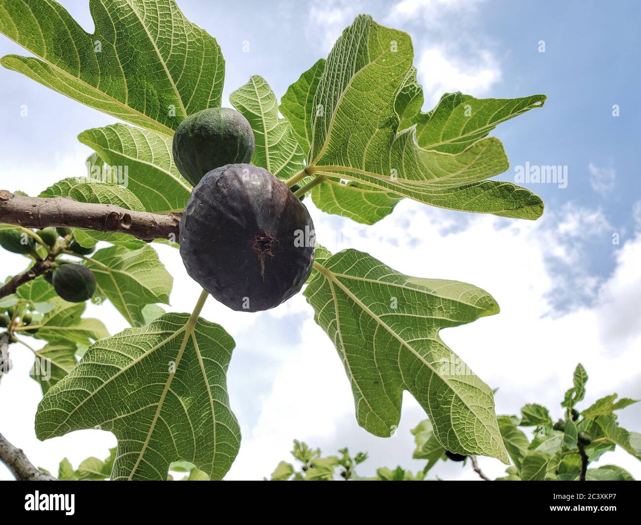 Delicious black italiano fico pianta foglie ramo blu cielo sfondo, fico del cilento Foto Stock
