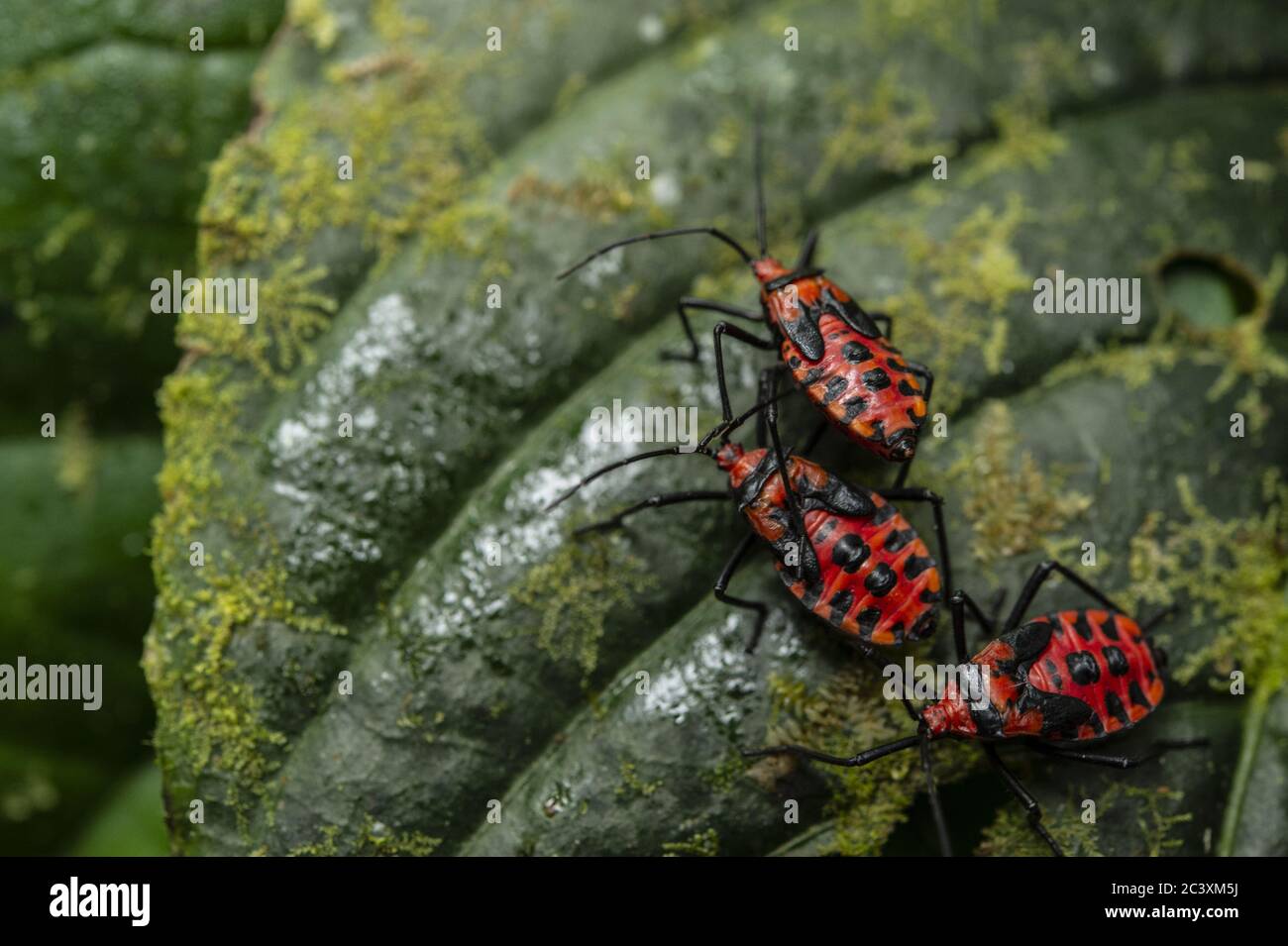 Nynphs di Bugs di foglia-piede, Phthiacnemia pitta, Coreidae, Santa Elena Riserva biologica, Costa Rica, Centroamerica Foto Stock