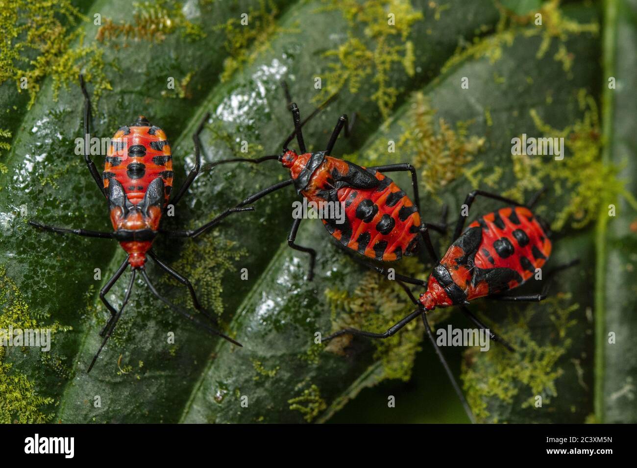 Nynphs di Bugs di foglia-piede, Phthiacnemia pitta, Coreidae, Santa Elena Riserva biologica, Costa Rica, Centroamerica Foto Stock