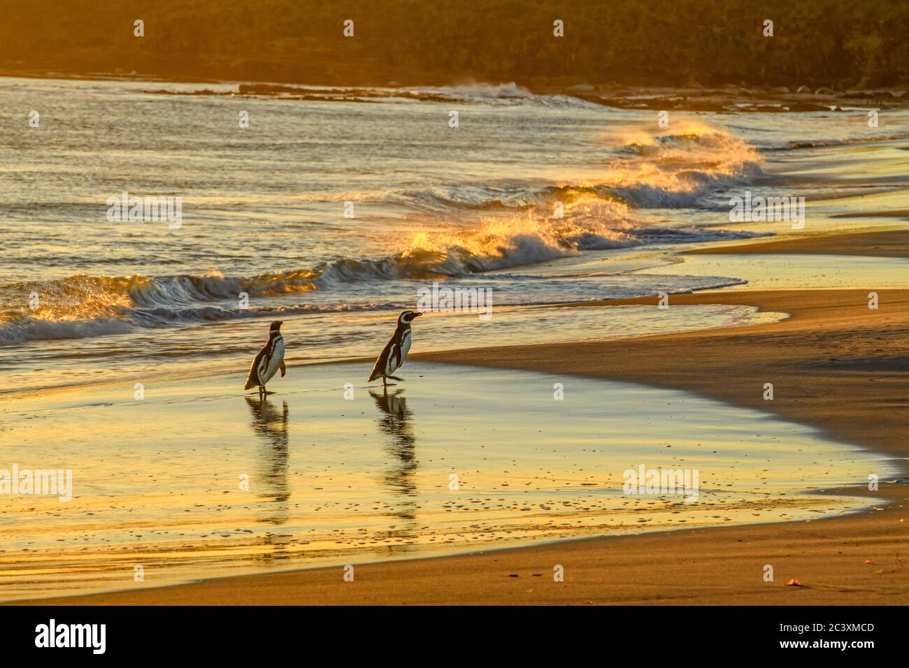 Pinguini Magellanici nel surf sulla spiaggia, Isola dei leoni marini, Falkland occidentale, Isole Falkland Foto Stock