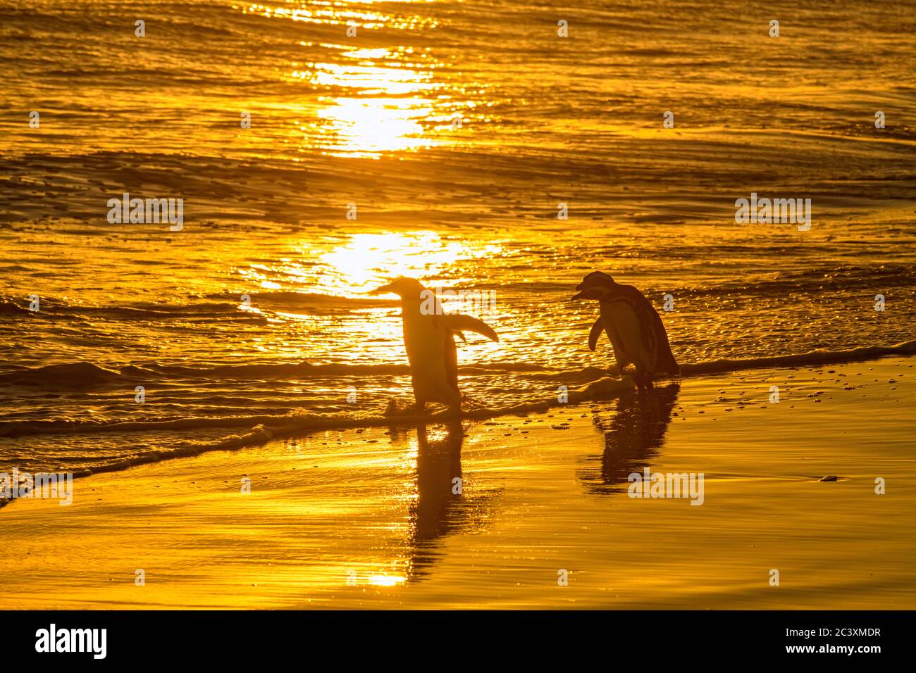 Gentoo e i pinguini Magellanici nel surf sulla spiaggia, Sea Lion Island, West Falkland, Falkland Islands Foto Stock