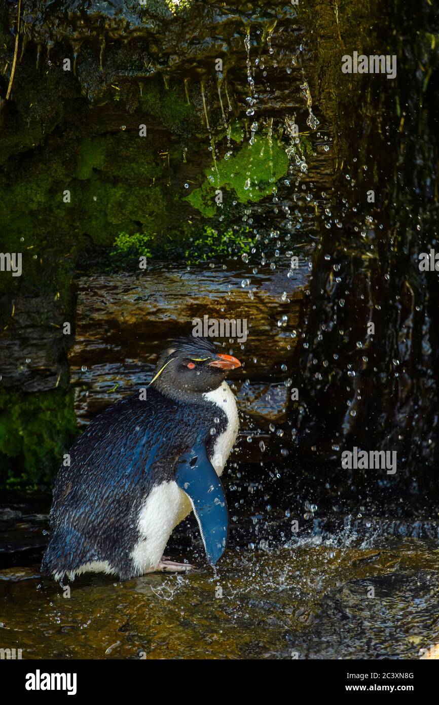 Pinguino del sud del rockhopper (Eudyptes crisocome) in 'falciatrice' di acqua dolce/cascata, isola di Saunders, Falkland occidentale, Isole Falkland Foto Stock