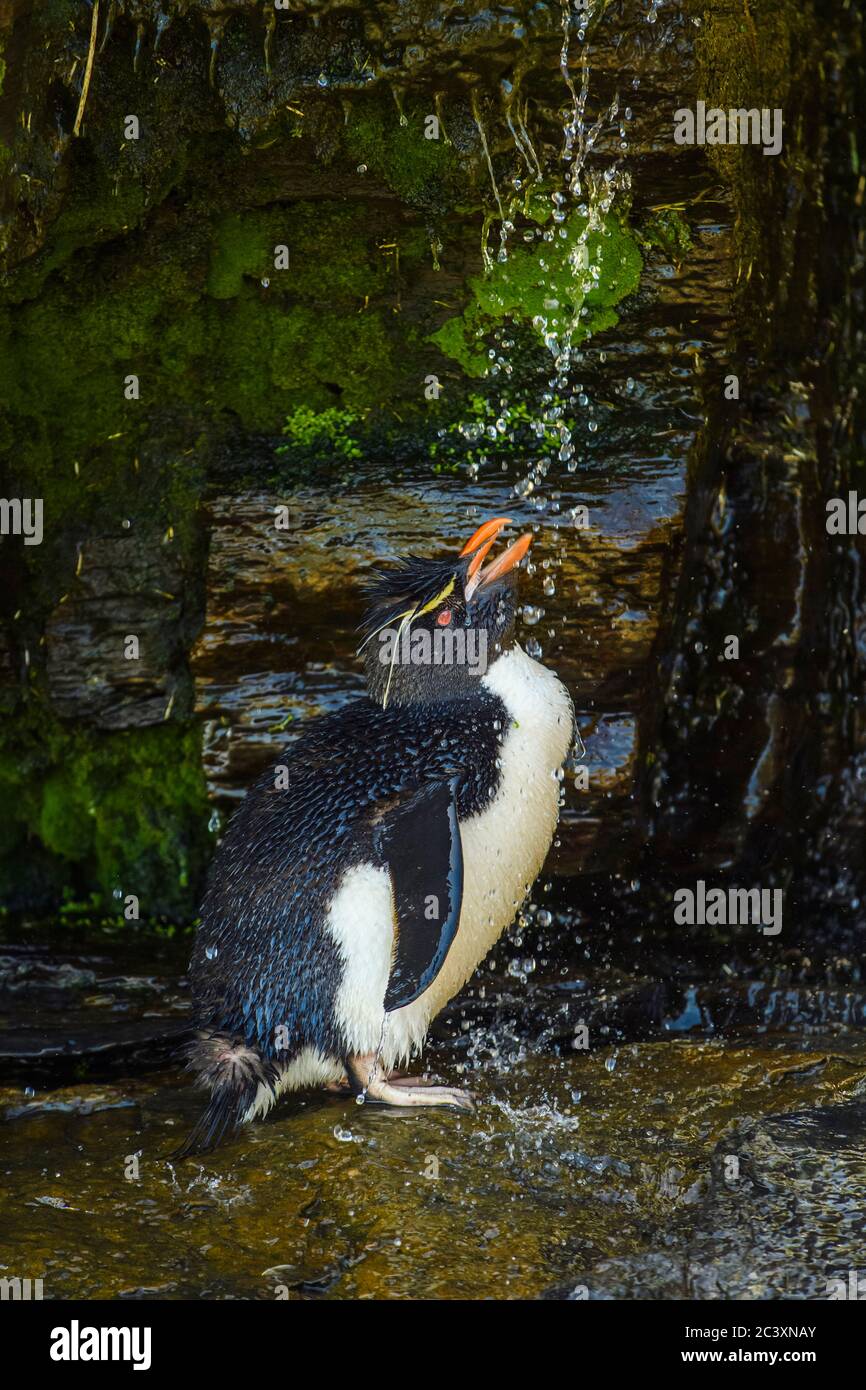 Pinguino del sud del rockhopper (Eudyptes crisocome) in 'falciatrice' di acqua dolce/cascata, isola di Saunders, Falkland occidentale, Isole Falkland Foto Stock