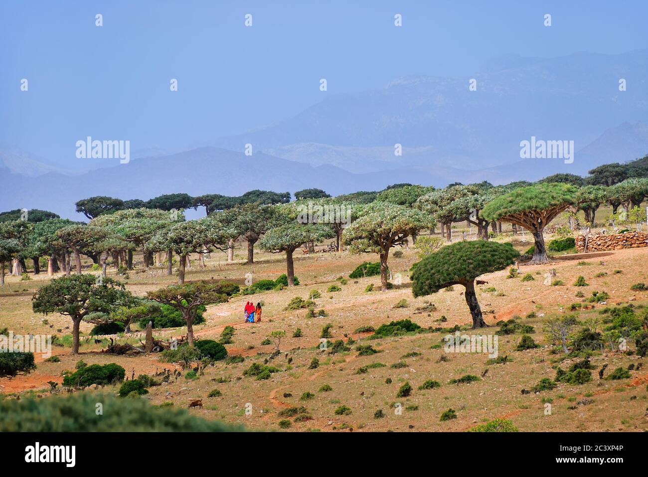 Splendido paesaggio dell'isola esotica Socotra, Yemen, Africa Foto Stock